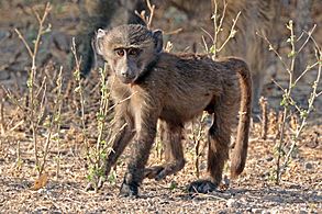 Hamadryas baboon (Papio hamadryas) juvenile male
