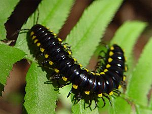 A millipede with contrasting, yellow-tipped keels on a fern.