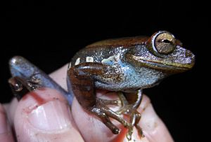 Hypsiboas gladiator Peru 01.JPG