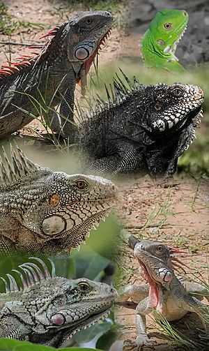 Iguana iguana en Venezuela.jpg