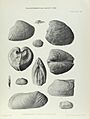 Illustration of Cretaceous Lamelliabranchia by Thomas Alfred Brock-Monograph of Palaeontographical Society-Vol63 1909 0267-Plate42