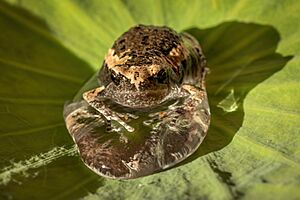 Juvenile Kaloula in a drop of water on a Sacred lotus leaf