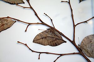 Kallima inachus1