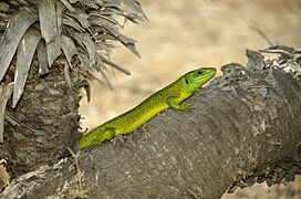 Lacerta bilineata-pjt