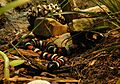 Lampropeltis zonata pulchra