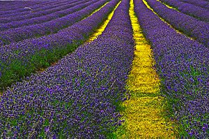 Lavender Field Sutton