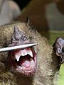 Little yellow-shouldered bat teeth