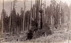 Logging in Humboldt County