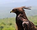 Long-crested Eagle 2017 12 17 1288
