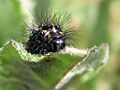 Magpie moth caterpillar-09
