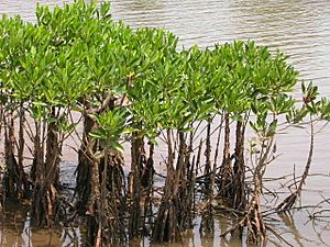 Mangroves in Kannur, India