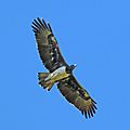 Martial eagle (Polemaetus bellicosus) in flight