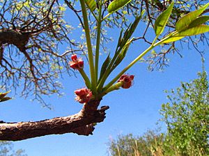 Marula Baum Blüte in Swaziland