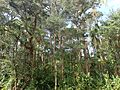Melaleuca biconvexa (habit)