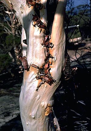 Melaleuca exuvia bark.jpg