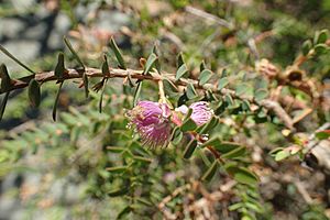 Melaleuca platycalyx flowers.jpg