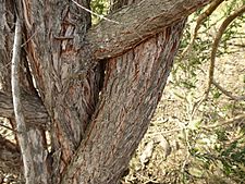 Melaleuca viminea (bark)