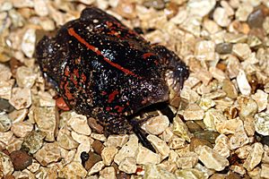 Mexican burrowing toad - Flickr - GregTheBusker (3).jpg