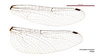 Micromidia convergens female wings (34249040553)