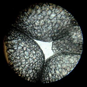 Microscopic Section of Thermocol block (Under light-microscope, bright-field, Objective 10 X, Eyepiece 10 X)