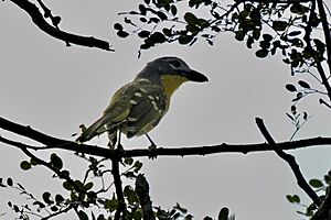 Monteiro-s Bushshrike 110ND500 DSC8261-4