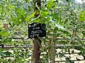 Morus australis var. inusitata - Kunming Botanical Garden - DSC03169