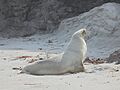 NZ sea lion Smaills Beach