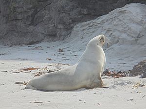 NZ sea lion Smaills Beach