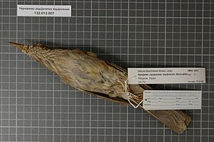 Naturalis Biodiversity Center - RMNH.AVES.99781 1 - Hypsipetes siquijorensis siquijorensis (Steere, 1890) - Pycnonotidae - bird skin specimen