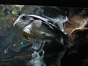 Océanopolis - les aquariums 007