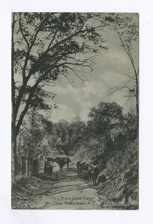 On a Staten Island Farm, New Dorp, Staten Island, N.Y. (cows standing on dirt path) (NYPL b15279351-105182)f