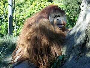 OrangutansitSDZoo07