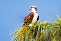 Osprey at Wallsprings Park 01