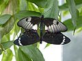 Papilio aegeus copulation