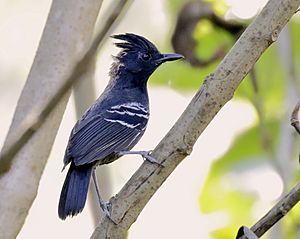 Percnostola (Myrmoborus) lophotes - White-lined antbird.jpg