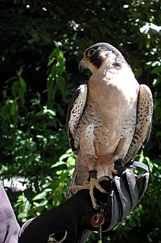 Peregrine falcon