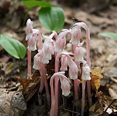 Pink indian pipes
