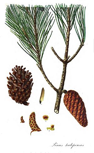Pinus halepensis1