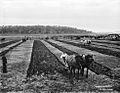 Ploughing match from The Powerhouse Museum Collection