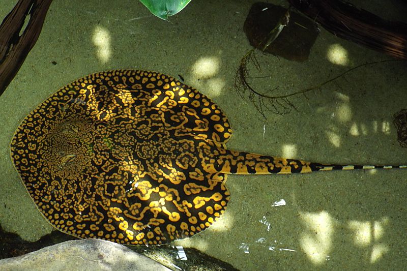 Potamotrygon tigrina (Tennessee Aquarium, Chattanooga)