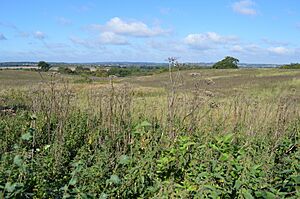 Pulloxhill Marsh 1