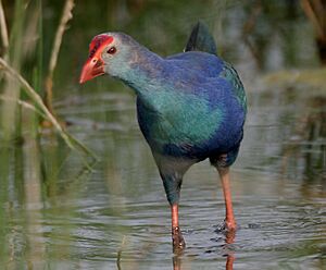 Purple Swamphen (Porphyrio poliocephalus) near Hodal W IMG 6601