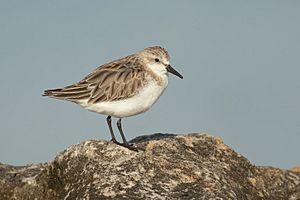 Red-necked Stint - Boat Harbour.jpg
