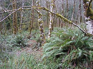 Red alder and sword fern, Oregon Coast Range