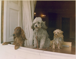 Richard M. Nixon's dogs looking out a window of the White House - NARA - 194337
