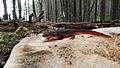 Rough-Skinned Newt