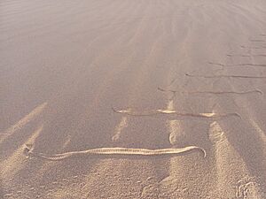 Saharan horned viper (cerastes cerastes) tracks in sand