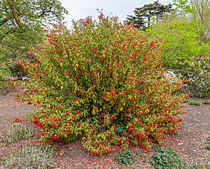 Salvia gesneriflora, Christchurch Botanic Gardens, Canterbury, New Zealand 03.jpg