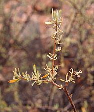 Scaevola spinescens foliage
