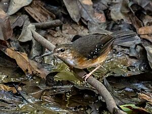 Sclateria naevia Silvered Antbird (female), Canutama, Amazonas, Brazil.jpg